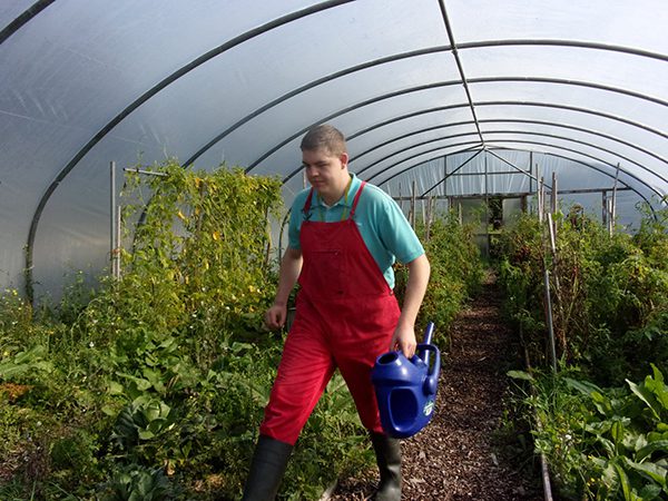Ds In Polytunnel